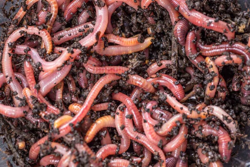 Live Bait for Lake Minnetonka Fishing
