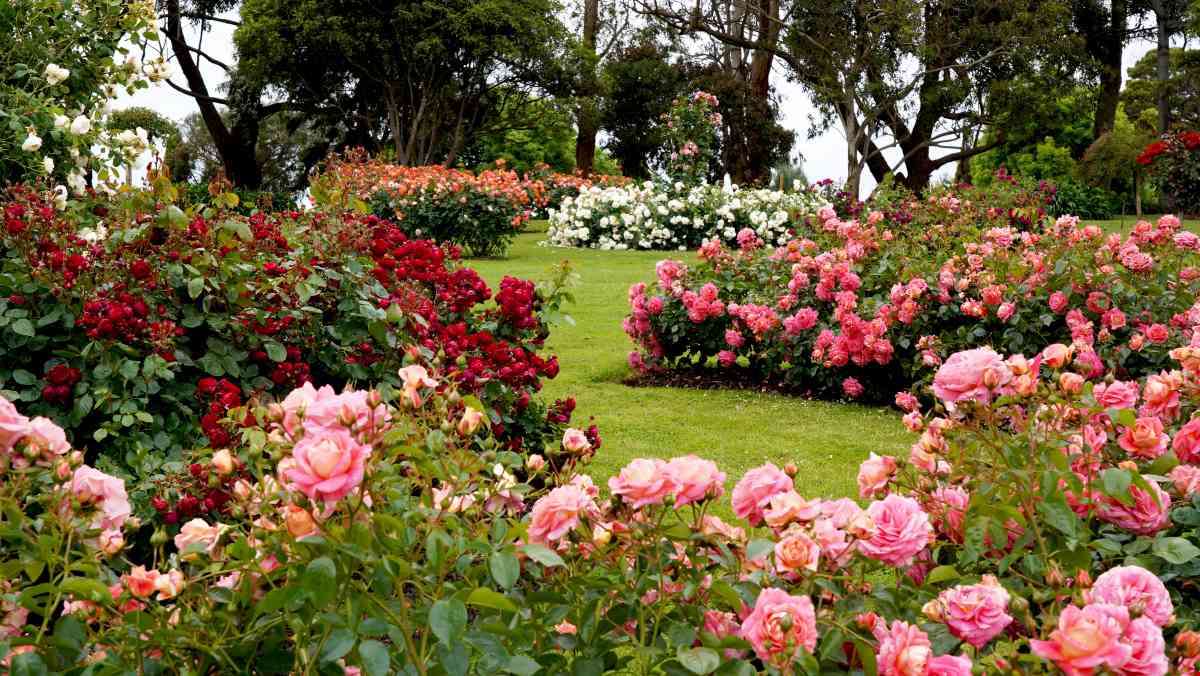 Lyndale Park Rose Garden