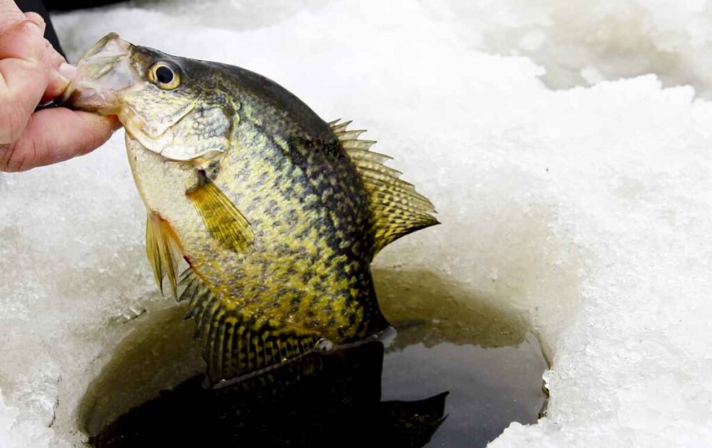 Mille Lacs Lake Ice Fishing Guide