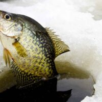Mille Lacs Lake Ice Fishing Guide
