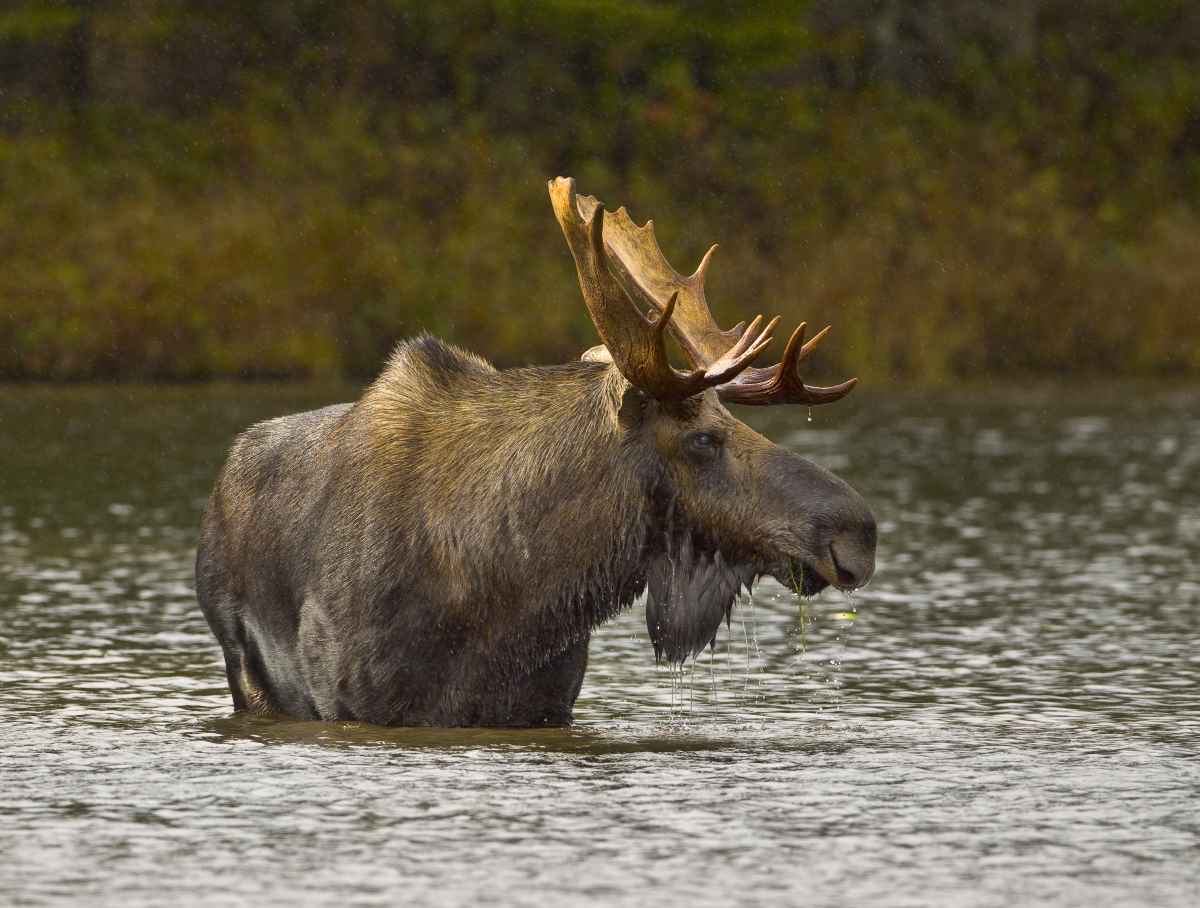 Moose Lake State Park