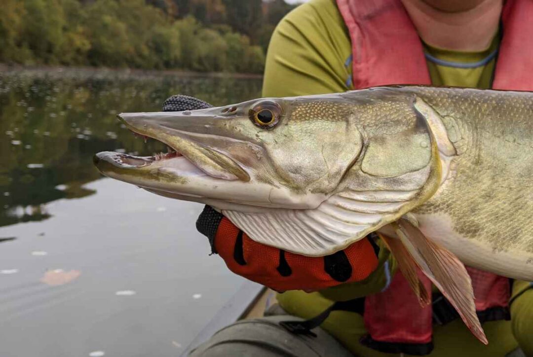 The Complete Mille Lacs Lake Fishing Guide