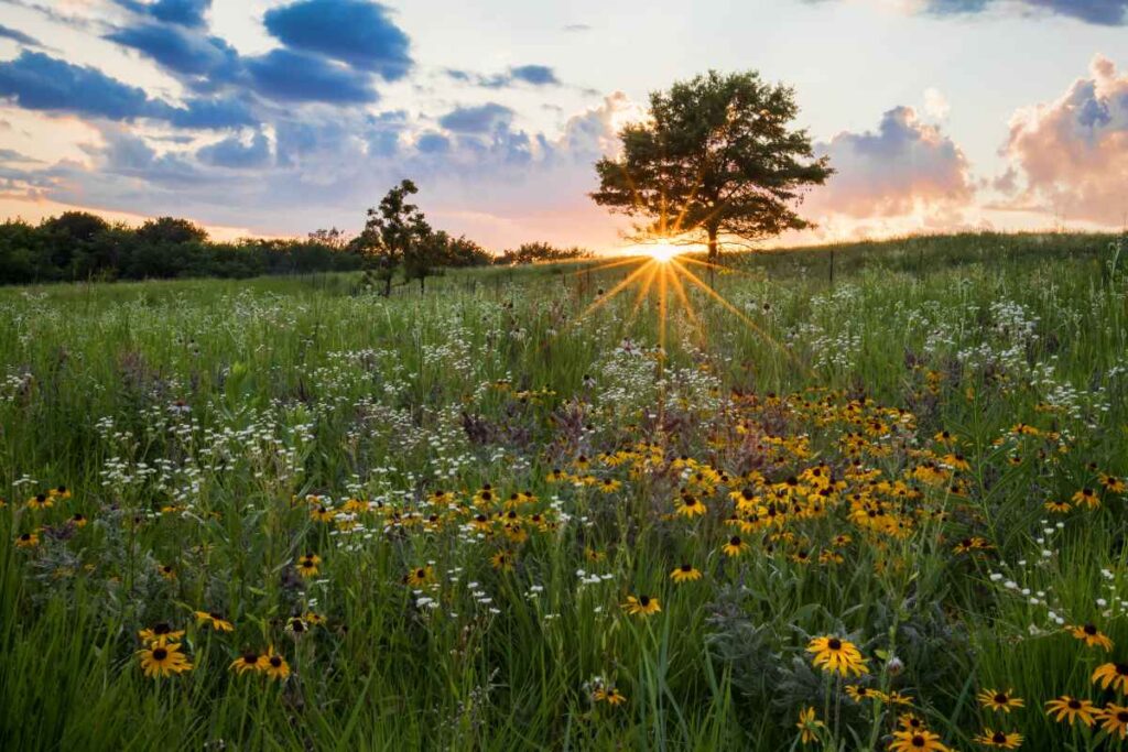 Prairie Forest