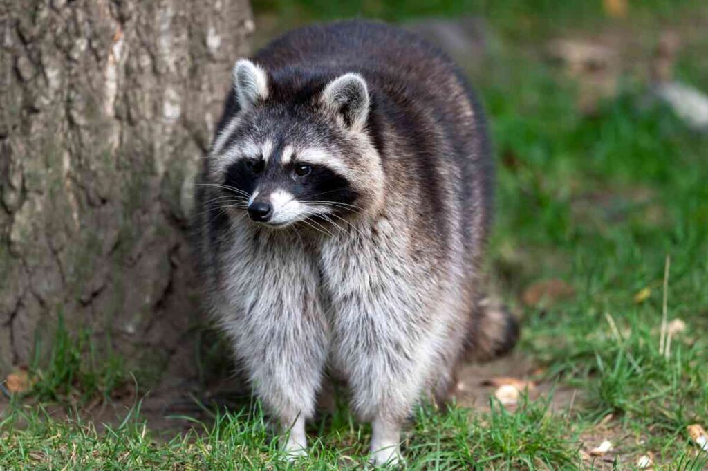 Racoon Near Mille Lacs Lake