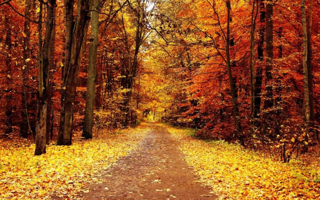 Autumn Leaves at Sibley State Park