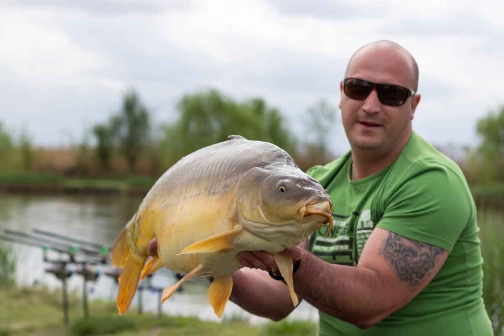A Large Carp