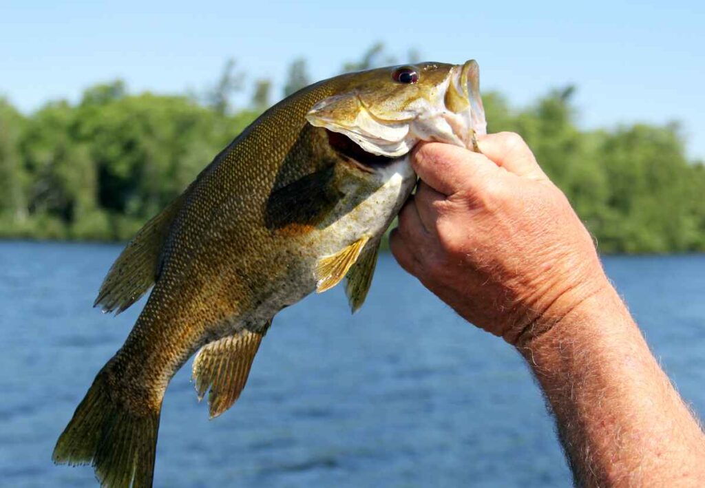Mille Lacs Lake Fishing for Small Mouth Bass