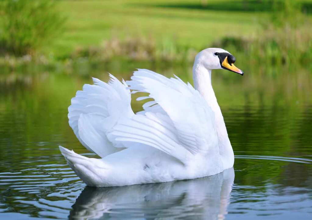 Swan at Lake Maria State Park