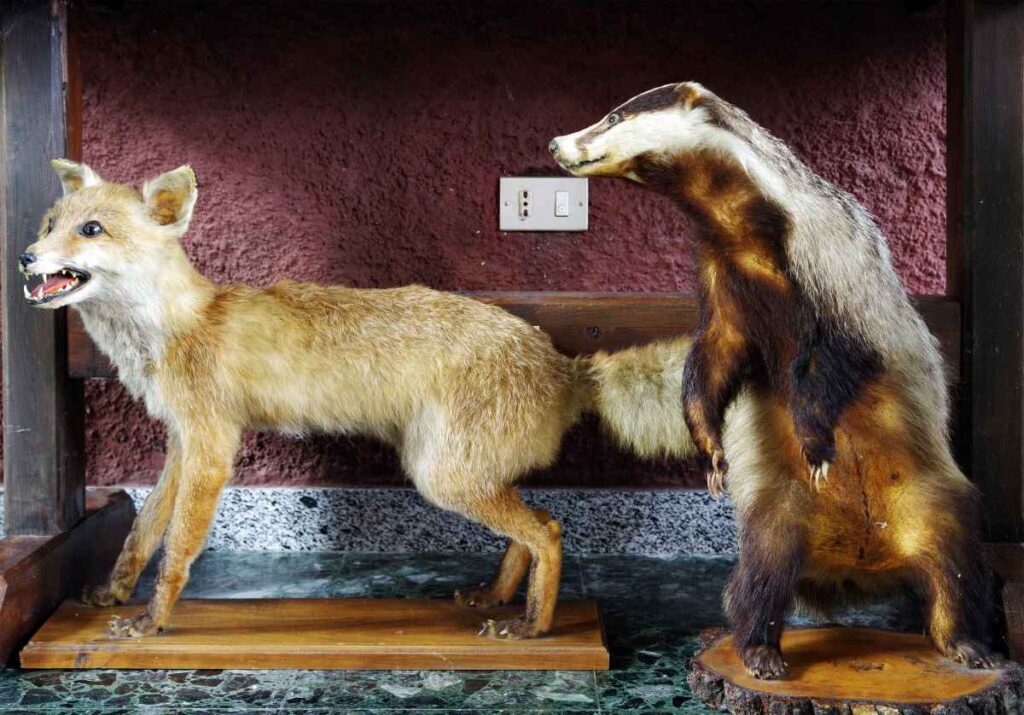 Taxidermy