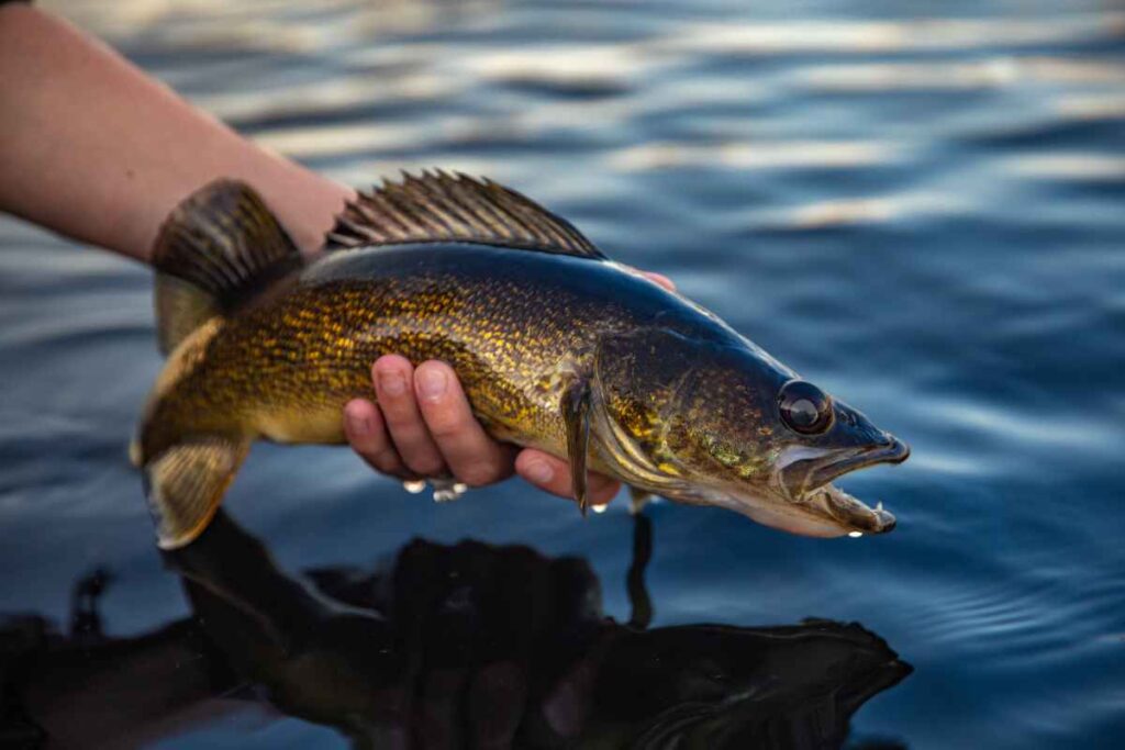 Mille Lacs Lake Fishing for Walleye