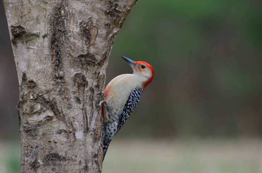 Wood Pecker at Glacial Lakes State Park