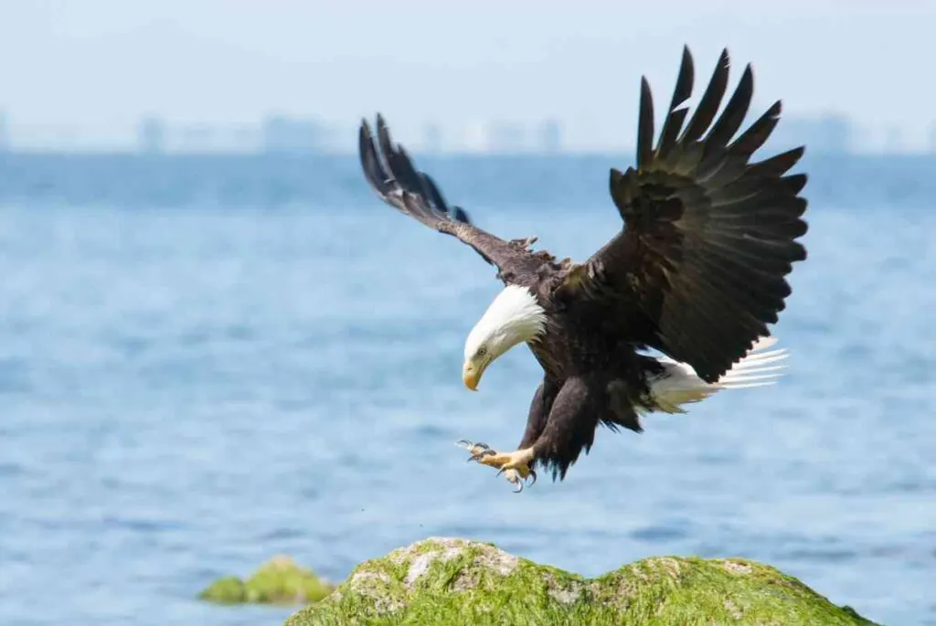 Bald Eagle