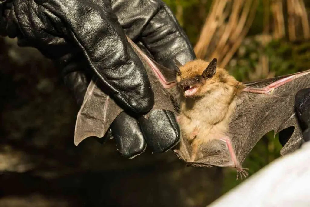 Examining a Bat With White Nose Syndrome