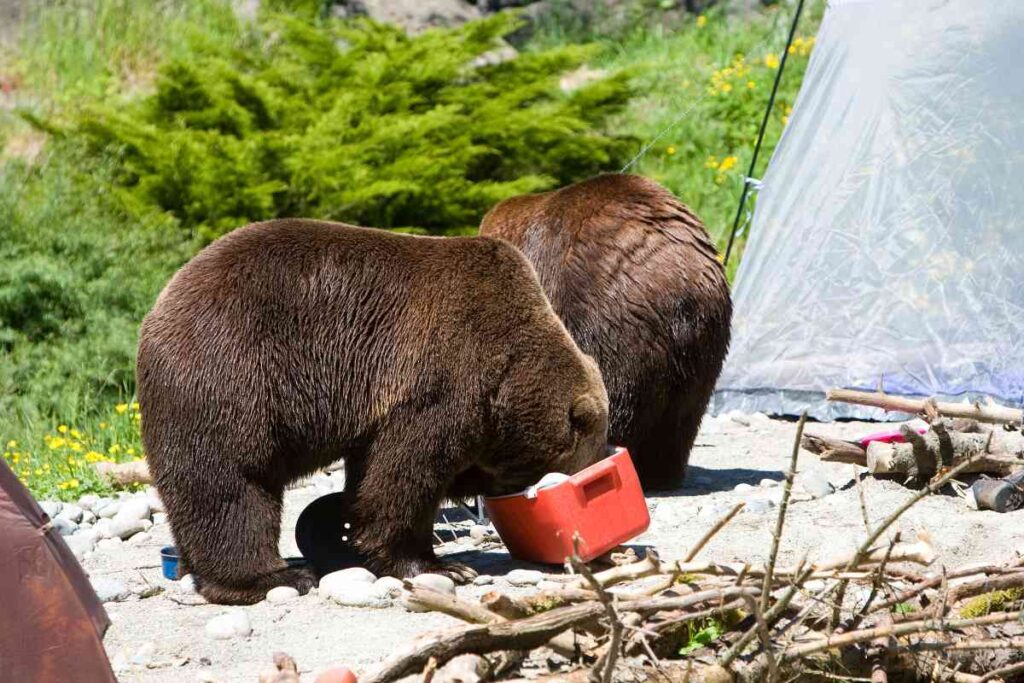 Bear in Camp