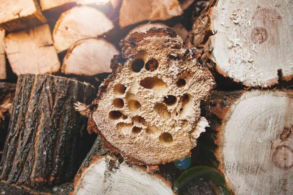 Firewood