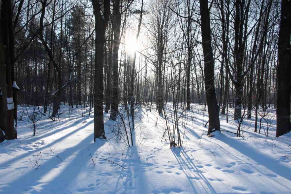 lake vermilion-soudan underground mine state park