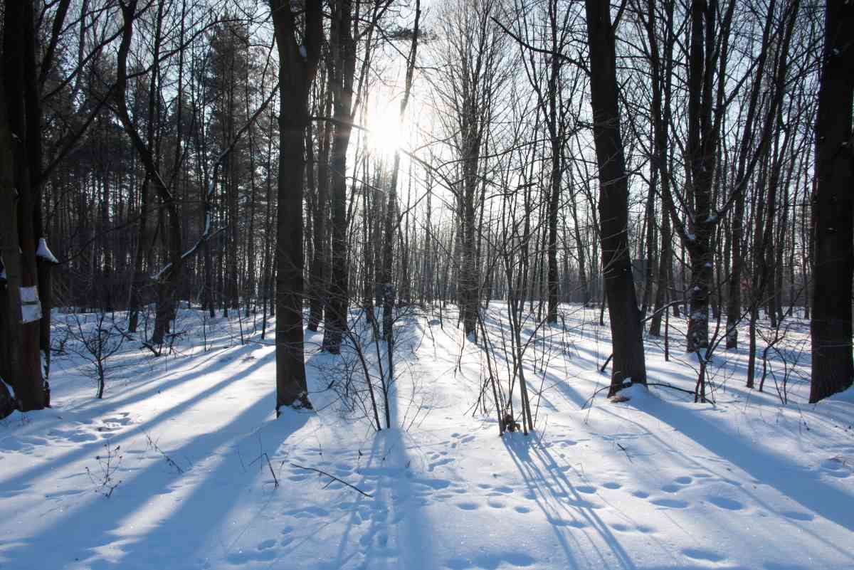 lake vermilion-soudan underground mine state park