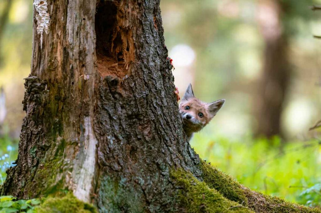 Fox in the woods