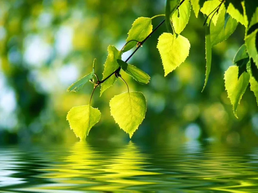 Greenleaf Lake State Recreation Area