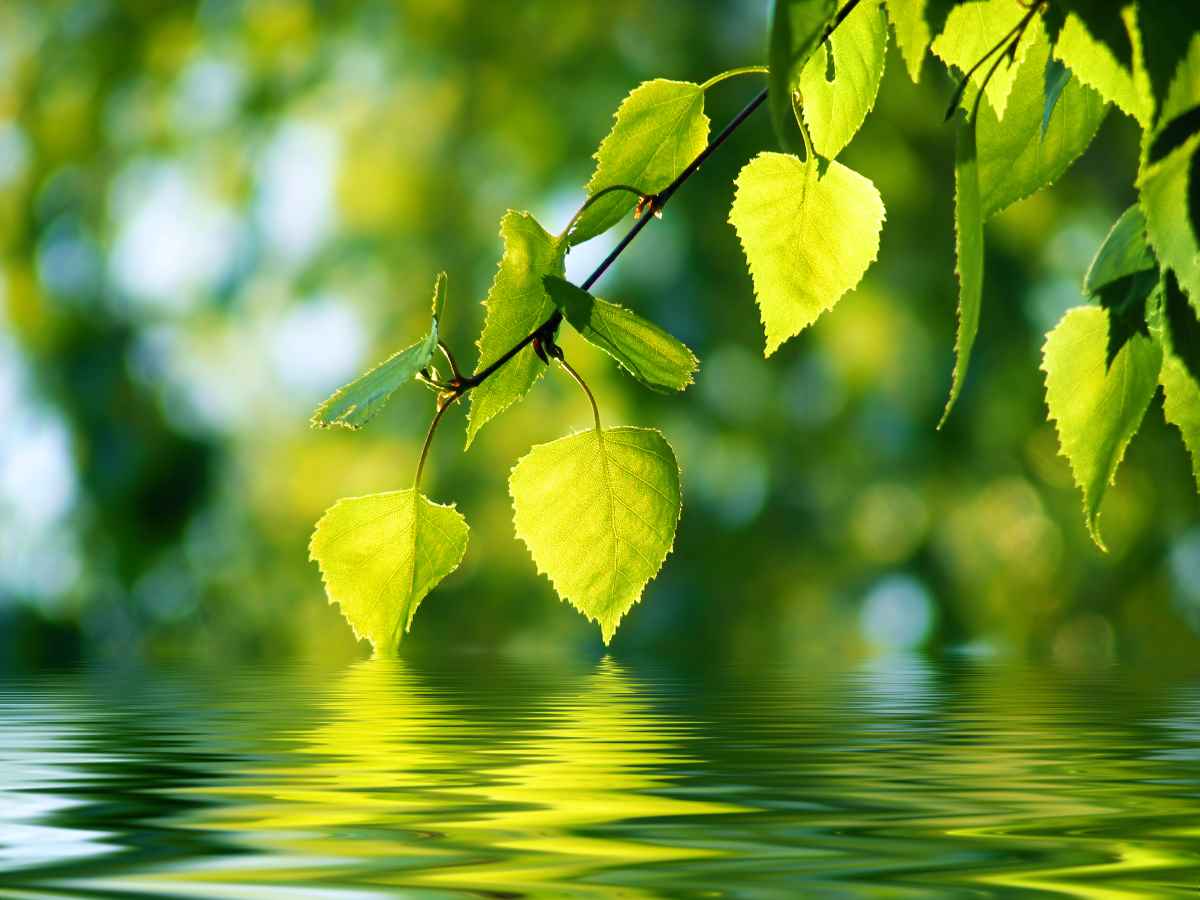 Greenleaf Lake State Recreation Area