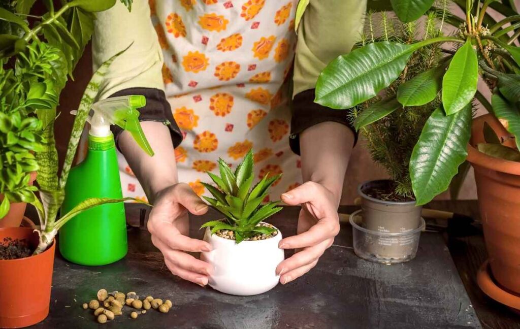 Indoor Gardening Gifts
