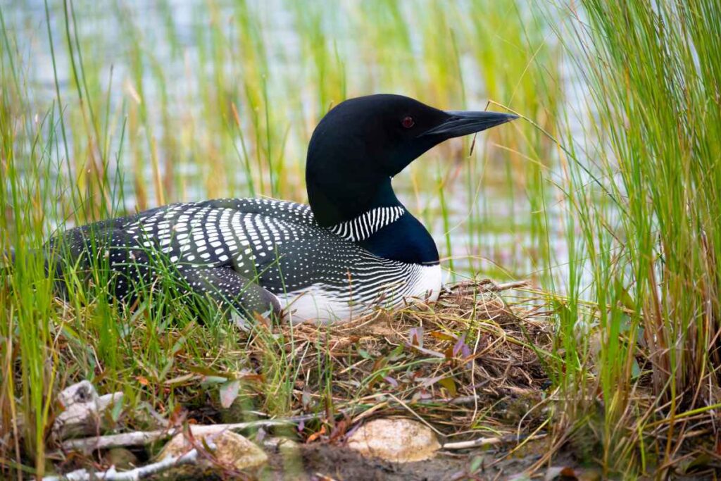 Loon