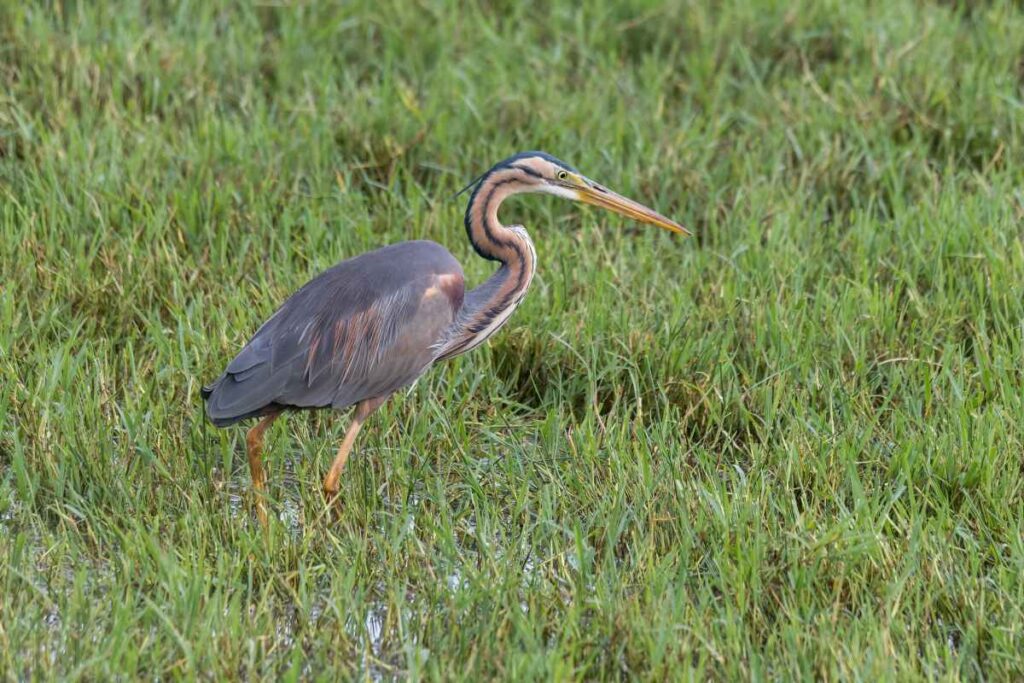 Marsh