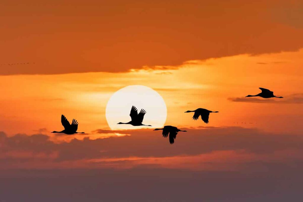 Migrating Birds at Rice Lake State Park