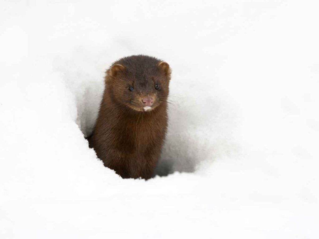Mink