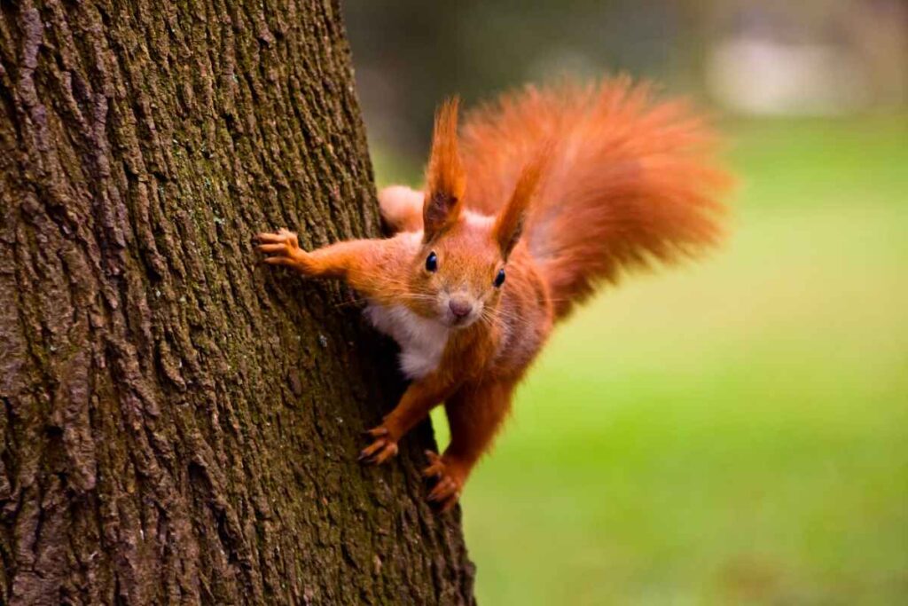 A red squirrel is just one of the many Minnesota animals you'll encounter.