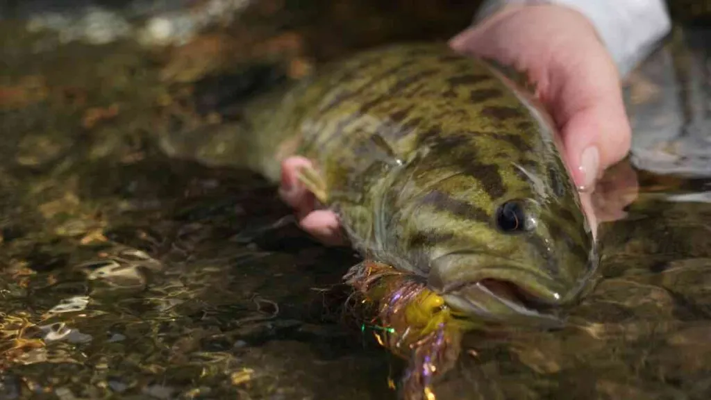 Smallmouth Bass