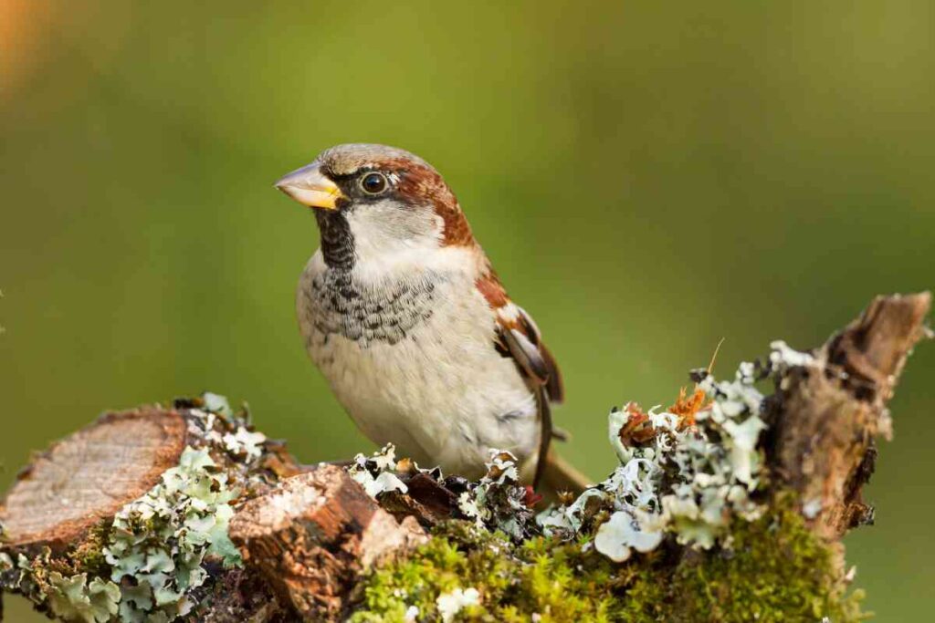 Sparrow