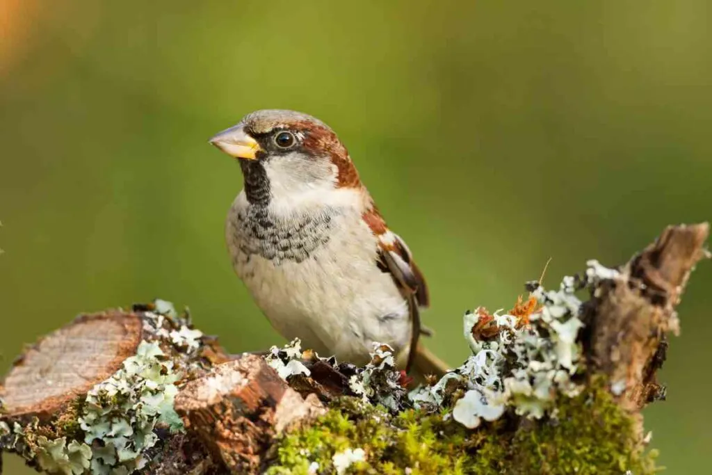 Sparrow