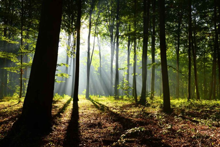 Escape to History: A Journey to Father Hennepin State Park
