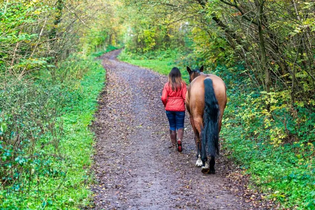 Walking with the Horse