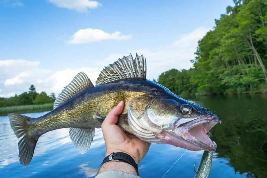Walleye Fishing