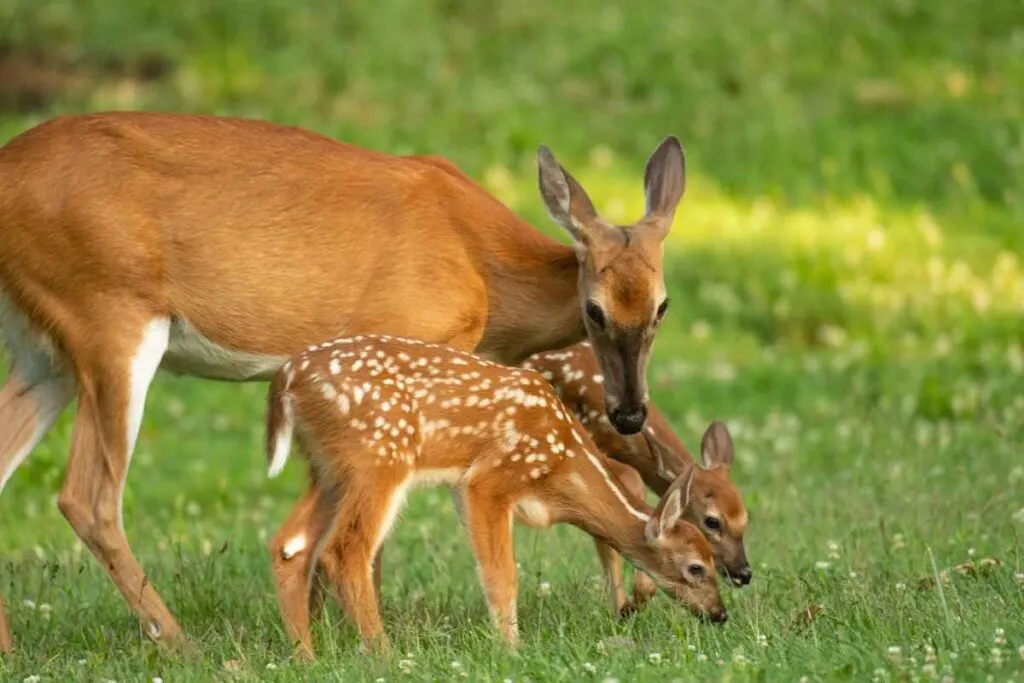 White-Tailed Deer in Schoolcraft State Park