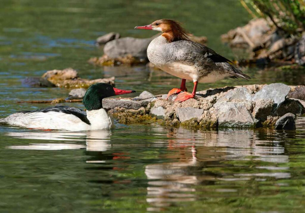Mergansers