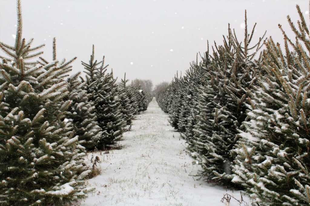 Trees at a Christmas Tree farm covered in snow.