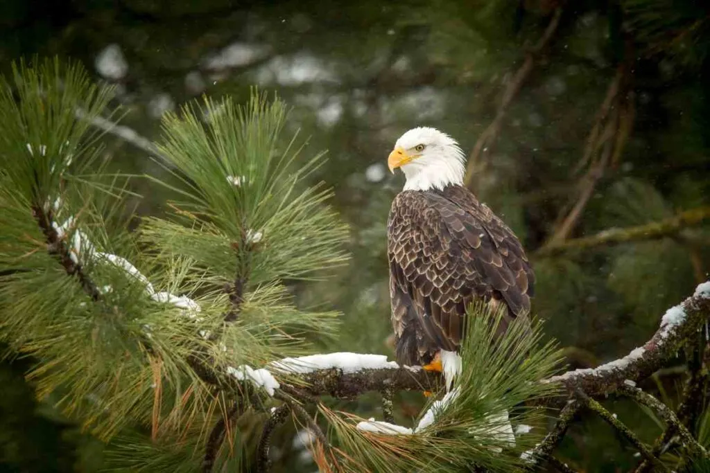 Bald Eagle