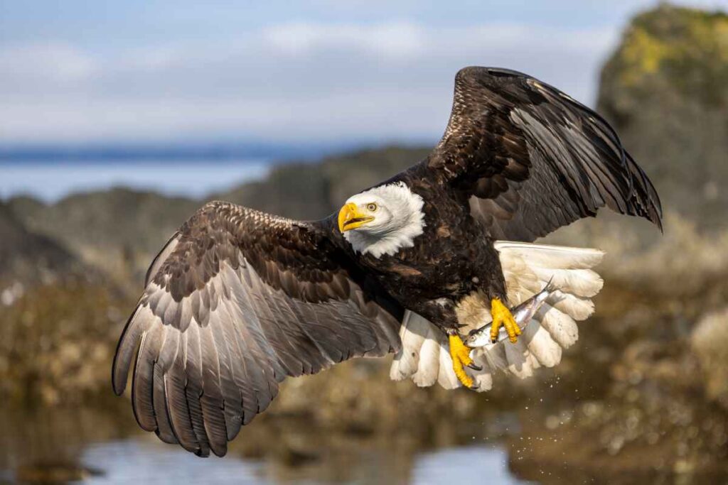 Bald Eagle Flying Over Garden Island State Recreation Area