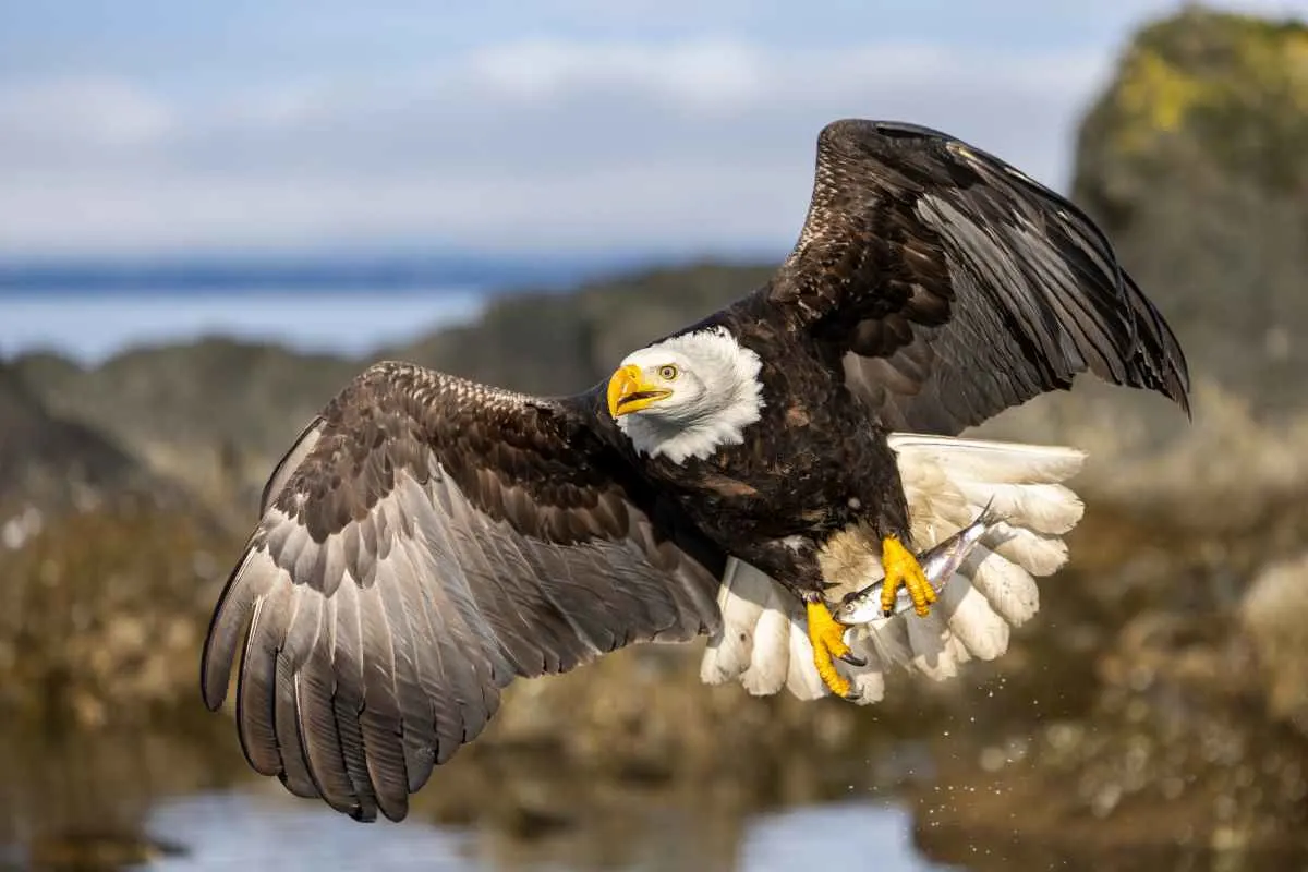 Bald Eagle Flying Over Garden Island State Recreation Area