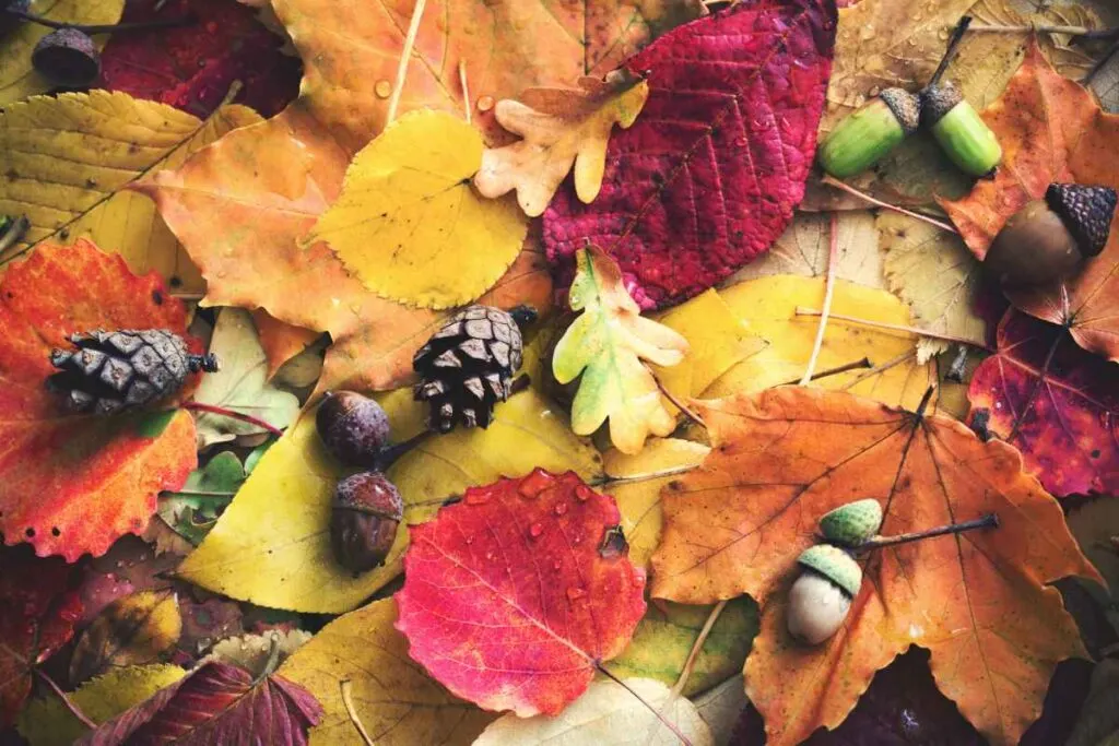 Fall Leaves
