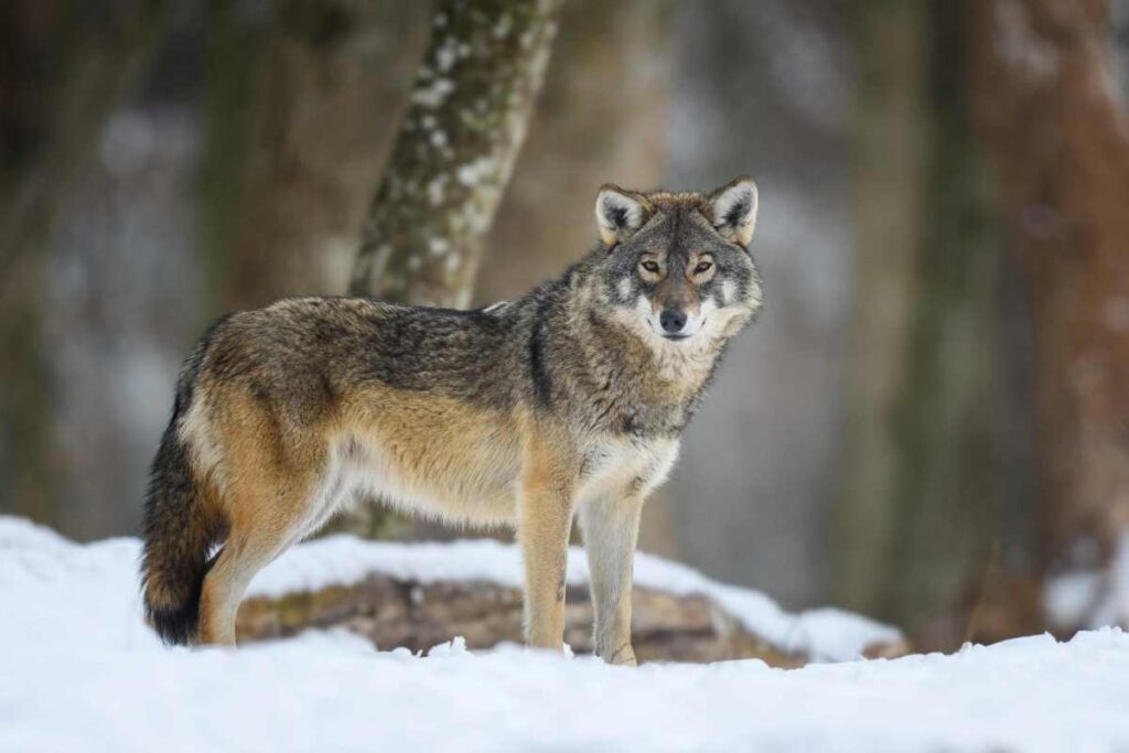 A grey wolf.