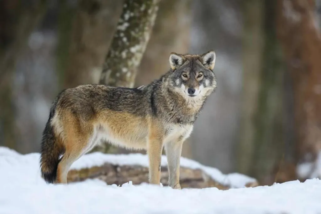 Grey Wolf