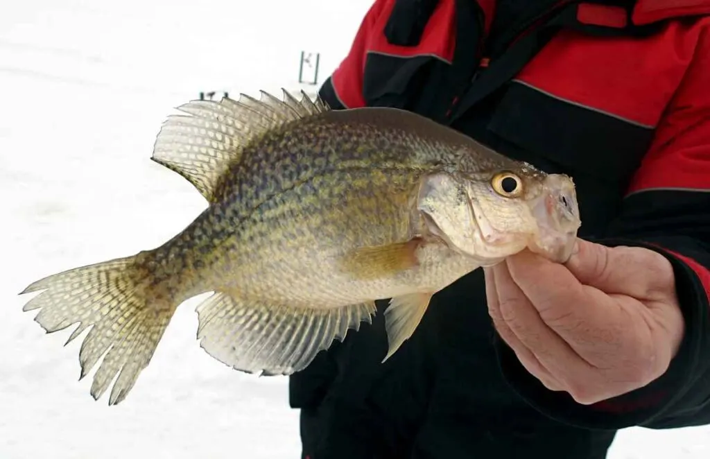 Red Lake Ice Fishing