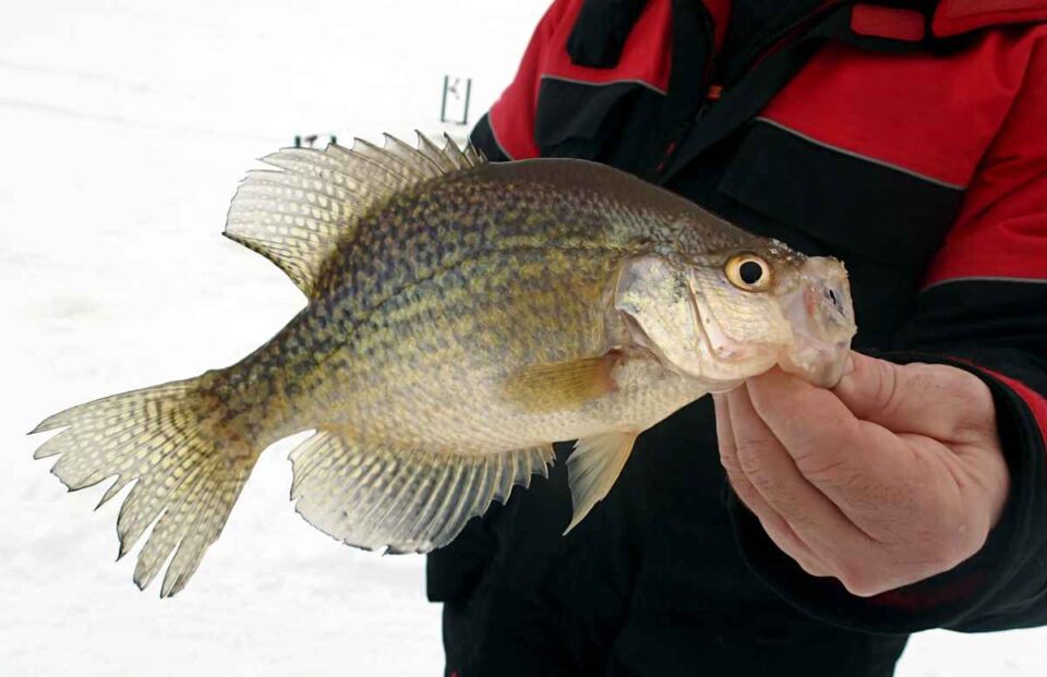 The Complete Red Lake Ice Fishing Guide