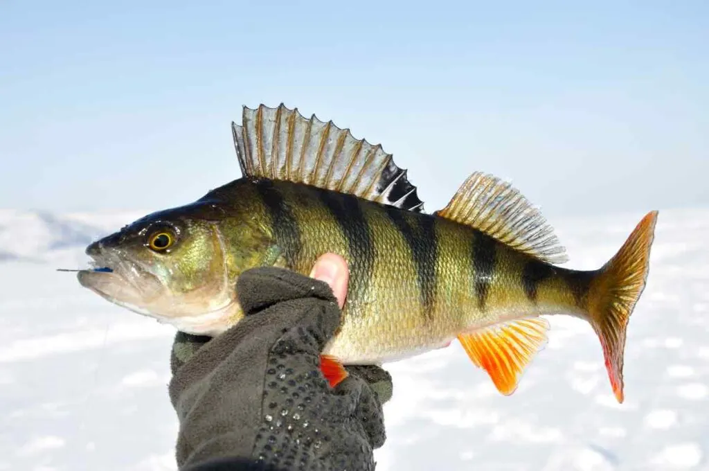 Ice Fishing Perch