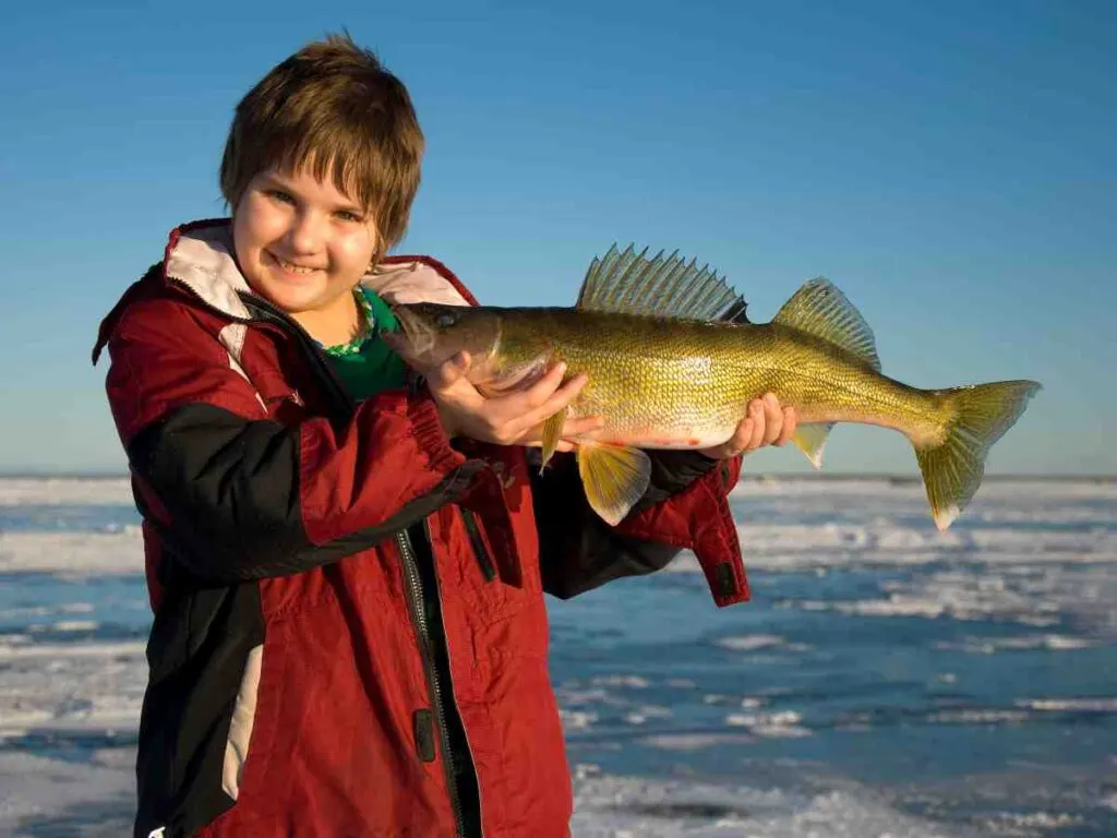 Ice Fishing Walleye