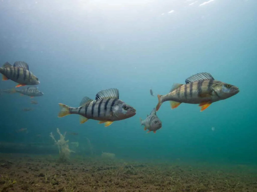 Underwater Ice Fishing Camera